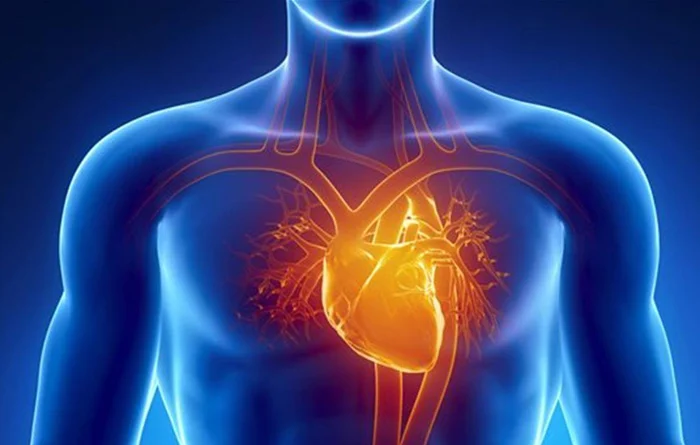 Heart & Blood Circulation